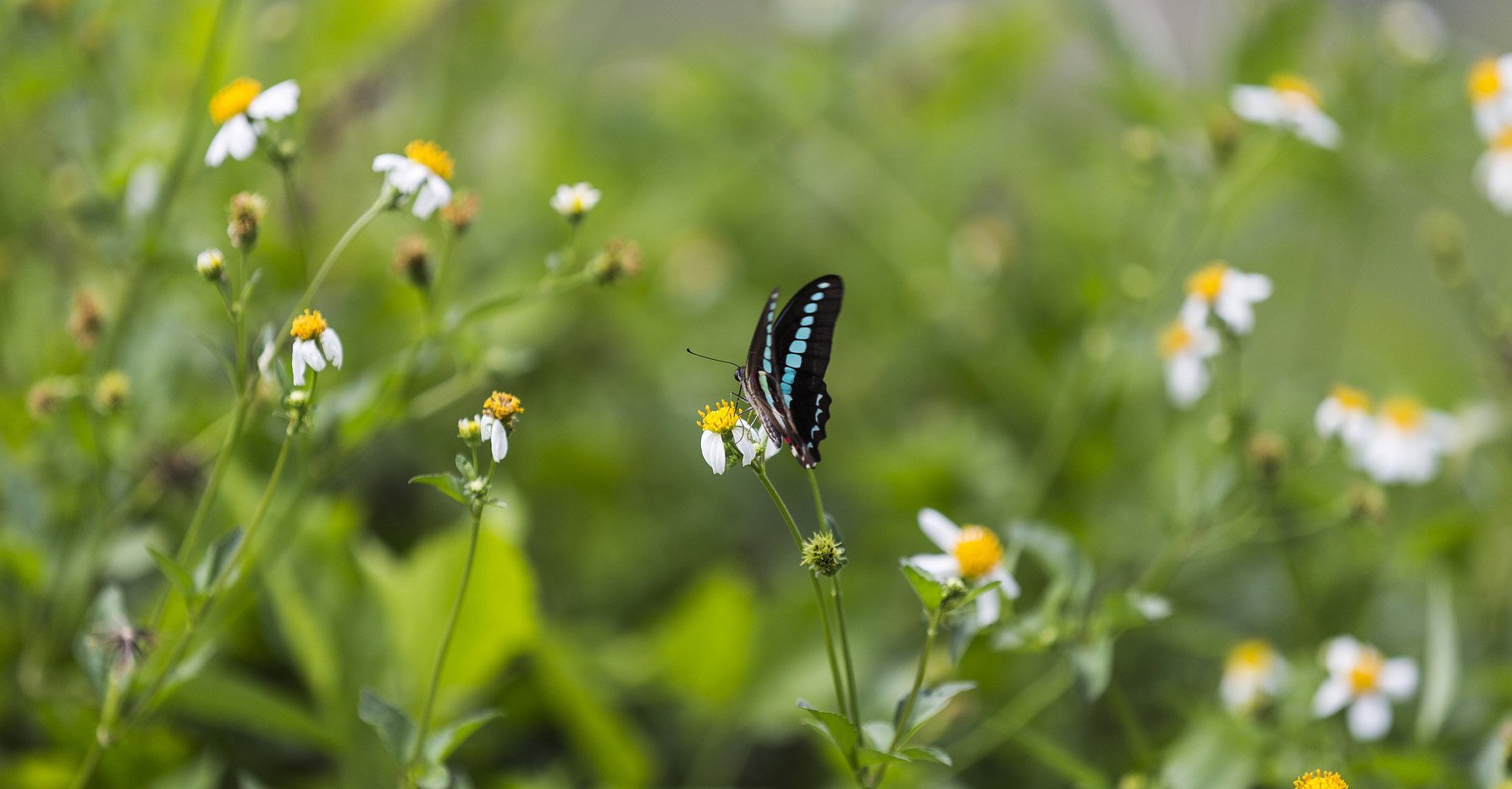 Fjäril på en blomma.