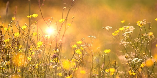 Svemester – tips för dig som tänkt stanna hemma i sommar