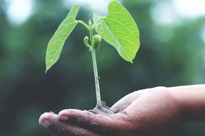 Grön växt i en hand med jord som symboliserar hur Ebab gör klimatberäkningar.